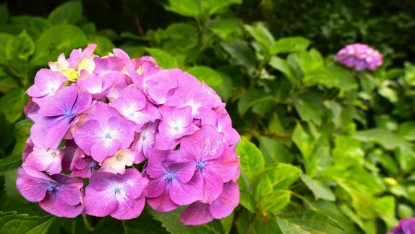 あじさいの花 あじさいの花の写真