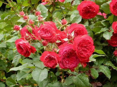 【薔薇の写真】バラの花 【薔薇の写真】バラの花の写真