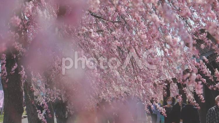 しだれ桜 しだれ,さくら,春の写真素材