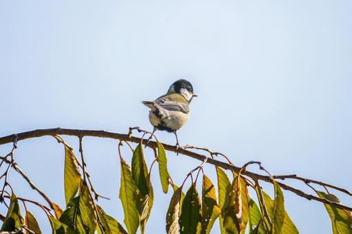 枝にとまるシジュウカラ 枝にとまるシジュウカラの写真