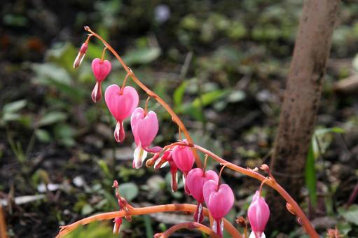 ケマンソウ・タイツリソウ　咲く風景 ケマンソウ,草花,春夏の写真素材