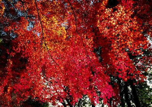仙台市青葉区西公園南側付近の紅葉 紅葉,秋,もみじの写真素材