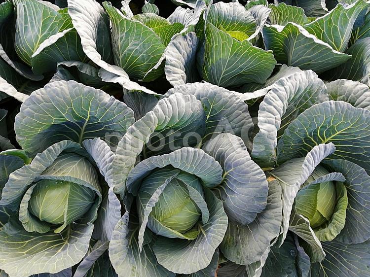 キャベツ畑/Cabbage キャベツ,cabbage,畑の写真素材