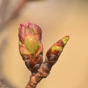 花芽が膨らんだサクラのクローズアップ 花芽が膨らんだサクラのクローズアップの写真