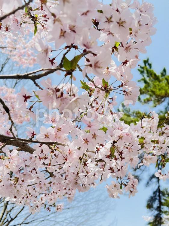 春の訪れ 春の訪れ 桜,さくら,お花見の写真素材
