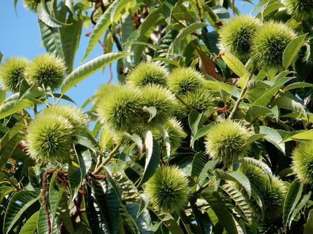 【植物写真】イガグリ(毬栗) 【植物写真】イガグリ(毬栗) イガグリ,毬栗,自然の写真素材