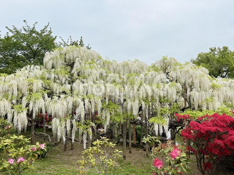 白藤とツツジの花 白藤,新緑,藤の写真素材