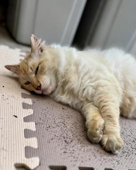 ノラ猫 シロ ノラ猫 シロ ねこ,ネコ,にゃんこの写真素材