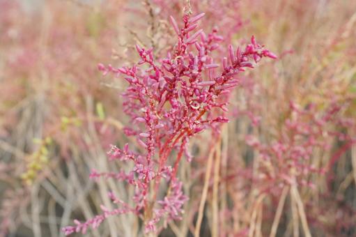 佐賀 干潟よか公園 シチメンソウ2 シチメンソウ,七面草,干潟よか公園の写真素材