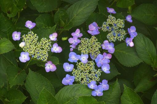 紫陽花 紫陽花の写真
