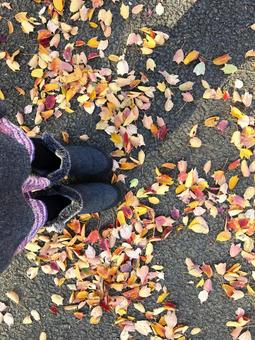 足元のカラフルな落ち葉 井の頭自然文化園,東京,吉祥寺の写真素材