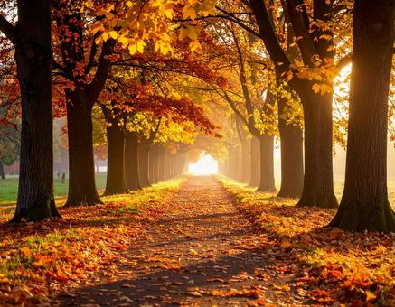 紅葉 秋色に染まった並木道2 紅葉 秋色に染まった並木道2の写真