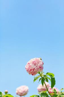 薔薇の花 薔薇の花の写真