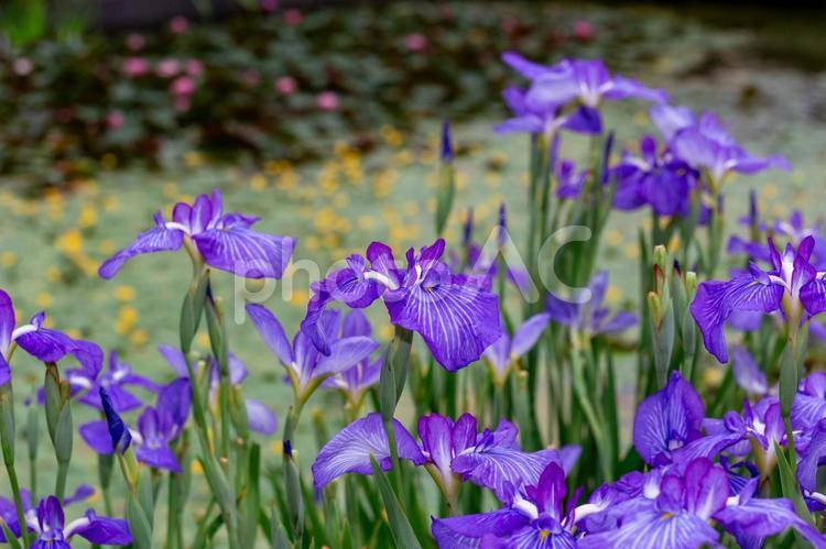 堀切菖蒲園に咲く花菖蒲3 菖蒲,花菖蒲,堀切菖蒲園の写真素材