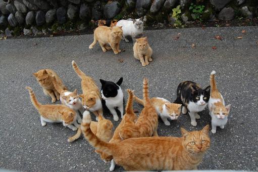 A group of cats, cat, flock, nyanko, JPG