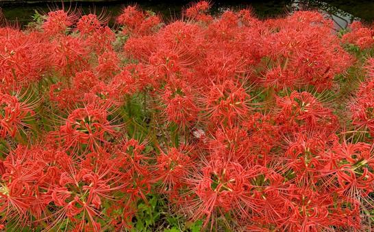 真っ赤な彼岸花4 真っ赤な彼岸花4 彼岸花,ヒガンバナ,真紅の写真素材
