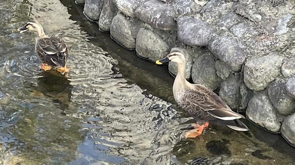 水辺にいる鳥① 水辺にいる鳥①の写真