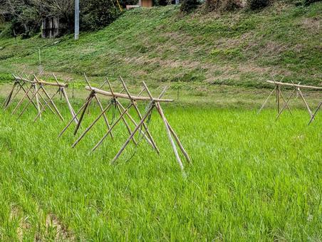 稲架掛け 稲架掛け 稲架掛け,はさがけ,稲掛の写真素材