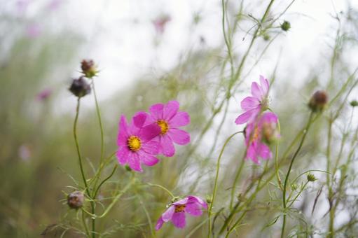 コスモス　佐久市　 コスモス,秋,ピンクの写真素材