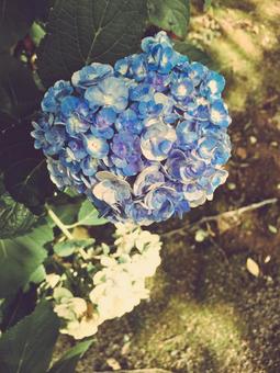 紫陽花 紫陽花の写真