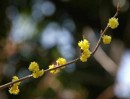 アブラチャン アブラチャン,油瀝青,linderaの写真素材