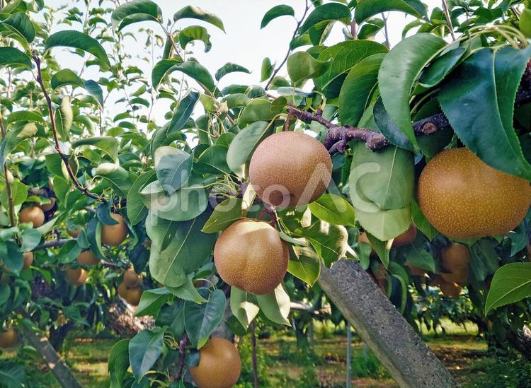 収穫を待つ梨、梨畑 梨,夏,８月の写真素材