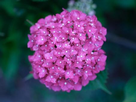 紫陽花 紫陽花の写真