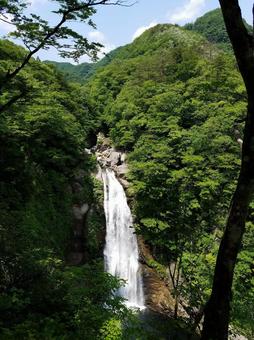 木陰から見る滝 木陰から見る滝の写真