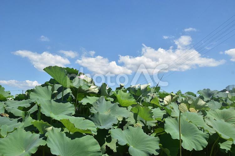 ハス池と夏の青空 ハス,蓮,ハス池の写真素材