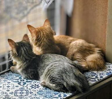 並んで外を眺める2匹の子猫 並んで外を眺める2匹の子猫の写真