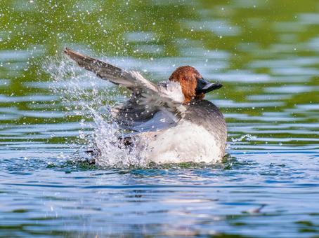 池を泳ぐホシハジロ ホシハジロ,鴨,野鳥の写真素材