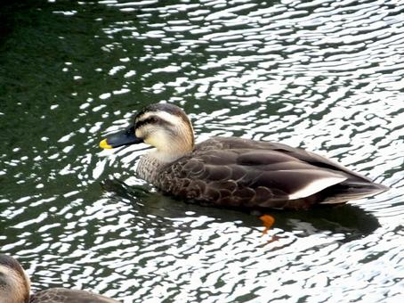 郊外の水路にぷかぷか浮かぶカルガモ 郊外の水路にぷかぷか浮かぶカルガモ カルガモ,鳥,野鳥の写真素材