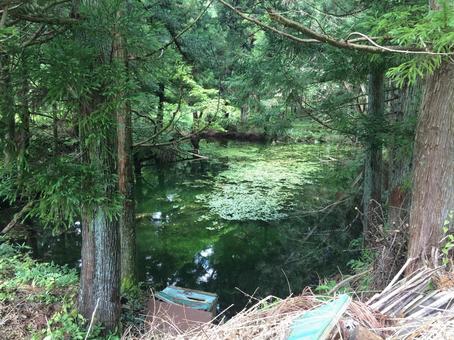 水面に浮草が広がる静かな池 水面に浮草が広がる静かな池 自然,風景,森の写真素材