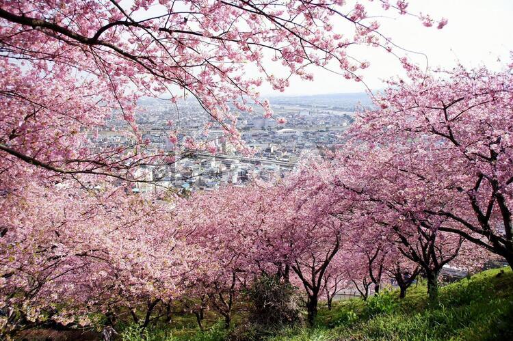 早咲き桜-32 桜,カワヅザクラ,展望台の写真素材