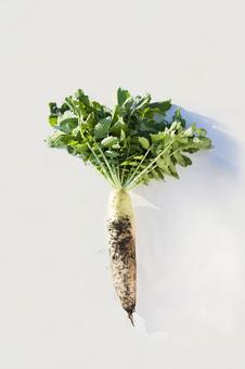 土つき大根1 土つき大根1 新鮮,野菜,生の写真素材