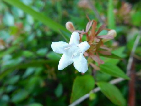 【花の写真】ハナゾノツクバネウツギ 【花の写真】ハナゾノツクバネウツギ ハナゾノツクバネウツギ,アベリア,花園衝羽根空木の写真素材