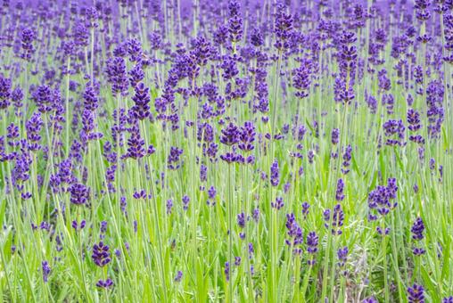 ラベンダー ラベンダー,ラベンダー畑,花の写真素材