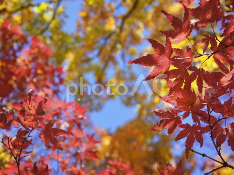 秋の彩り（カエデ） 秋,紅葉,背景の写真素材