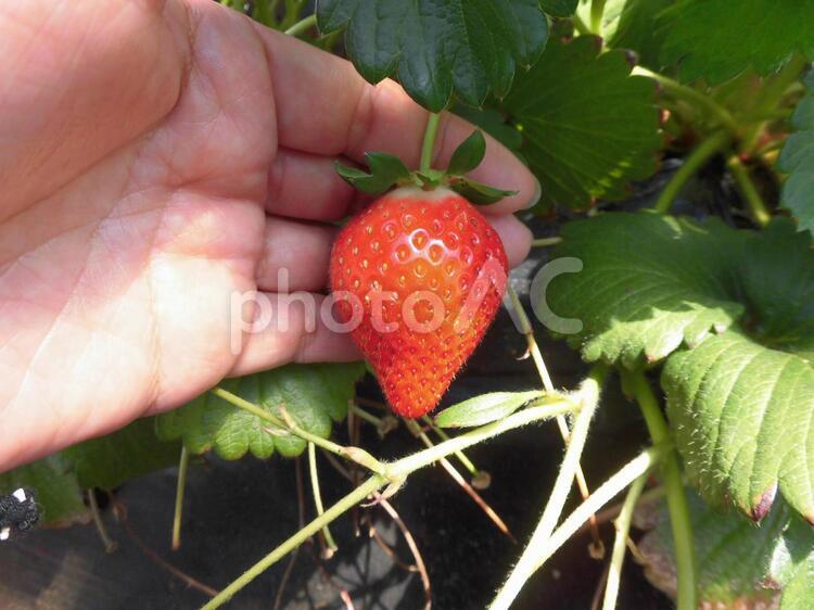いちご狩りで見つけた美味しいいちご いちご狩り,いちご,美味しいイチゴの写真素材