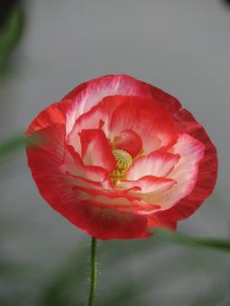 ポピー ポピー ポピー,花,5月の写真素材