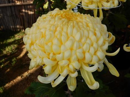 【風景写真】福山菊花展覧会の風景 キク,菊,菊花展の写真素材