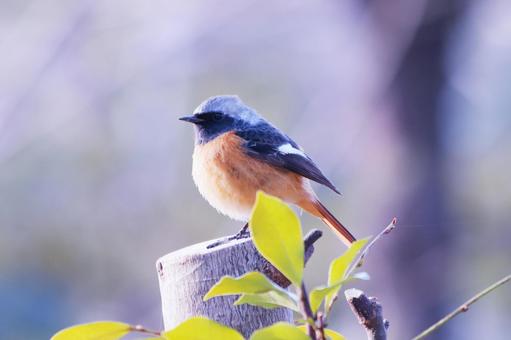緑の葉と可愛いジョウビタキ 緑の葉と可愛いジョウビタキ 鳥,ジョウビタキ,冬の写真素材