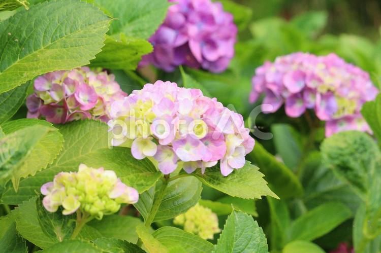 梅雨時のピンクの紫陽花　３ 紫陽花,梅雨,花の写真素材