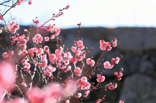 梅の花 梅,春,早春の写真素材