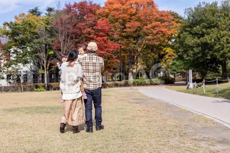 秋の公園を散歩する家族・ファミリー 家族,ファミリー,ピクニックの写真素材