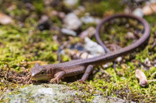 苔の上でこちらを見つめるニホンカナヘビ 苔の上でこちらを見つめるニホンカナヘビの写真