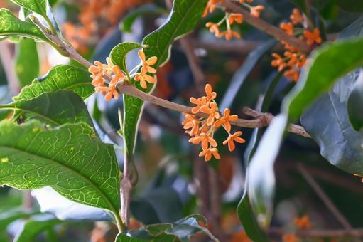 オレンジの花 オレンジ,花,植物の写真素材