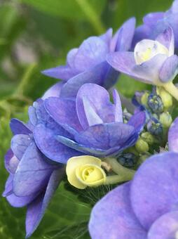 紫陽花 紫陽花の写真
