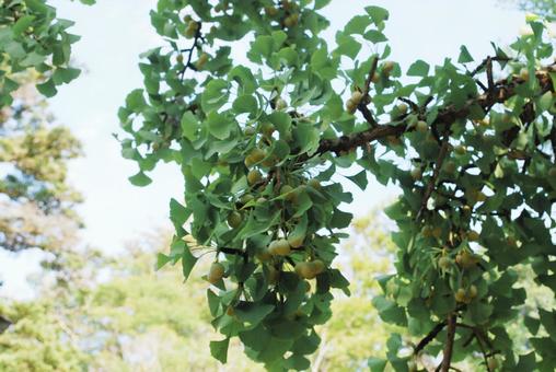 境内のイチョウ 境内のイチョウ 木,自然,屋外の写真素材