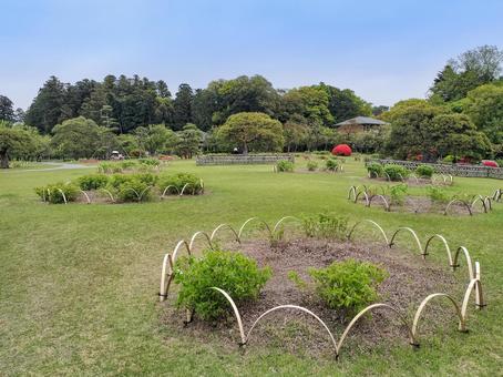 偕楽園 ツツジの咲く見晴広場 偕楽園 ツツジの咲く見晴広場 偕楽園,見晴広場,茨城県の写真素材